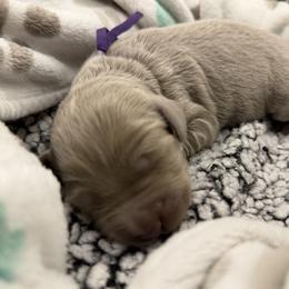 Dawn - female Long Haired Weimaraner puppy in Blanchardville, Wisconsin from Northern Bluegrass Weimaraners