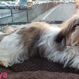Kya - Shih Tzu