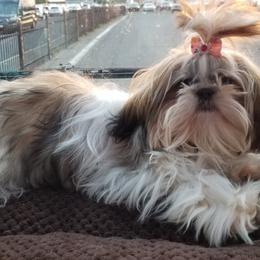 Kya - Shih Tzu