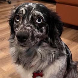 Lil’ Bit - Miniature American Shepherd
