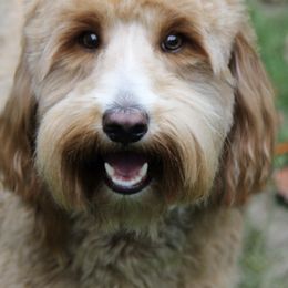 Australian Labradoodles and Goldendoodles from Family Labradoodles and Family Goldendoodles