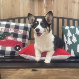 Pop - Black and white male American Corgi puppy in Hueytown, Alabama from AAA Corgis