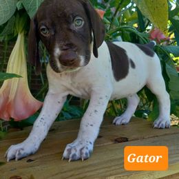 Gator - Liver and white male German Shorthaired Pointer puppy in Elberta, Alabama from Old Orchard Farm