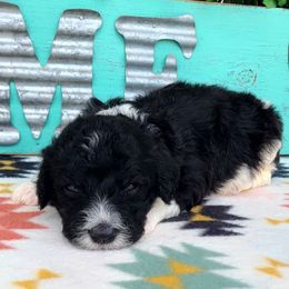 Orion - Black and white male Sheepadoodle puppy in Owensville, Missouri from Oak Valley Kennels