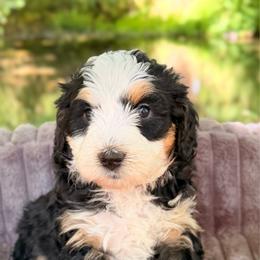 Sable - Tri-color female Bernedoodle puppy in Sandy, Oregon from MC Doodles