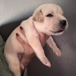 Straw F1- Purple Collar - Fawn female Cane Corso puppy in Compton, California from Urban League Cane Corso