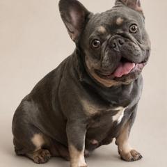 Coco - French Bulldog