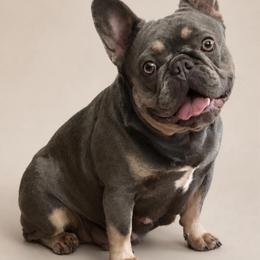 Coco - French Bulldog