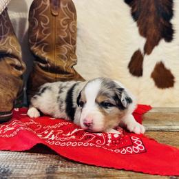 MAVERICK - Blue merle male Australian Shepherd puppy in Durand, Wisconsin from Larson’s Legacy Aussome Aussie Kennels