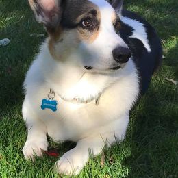 Pembroke Welsh Corgis from McKenty's Corgis