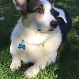 Pembroke Welsh Corgis from McKenty's Corgis