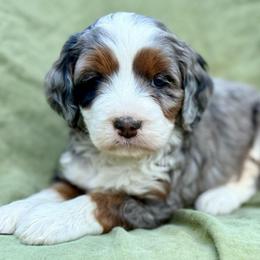 Golden (pink collar) - Blue merle female Bernedoodle puppy in Colorado Springs, Colorado from Mercy Mountain Bernedoodles