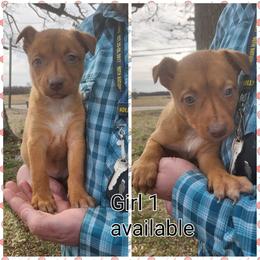 Girl 1 - Red female Australian Kelpie puppy in Bradford, Arkansas from Cedar Rock Heelers and Kelpies