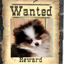 Moose - Pomeranian