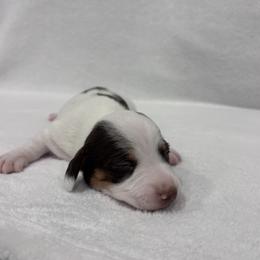 Dachshund Puppies from KJ Kennels of NJ