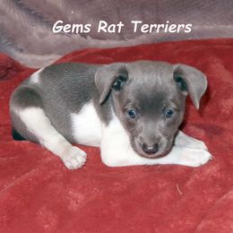 Daisy - Blue white and tan female Rat Terrier puppy in Shelbyville, Tennessee from Gems Rat Terriers