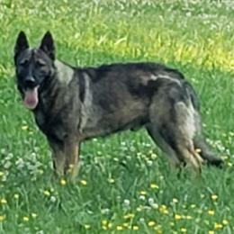 German Shepherds from Krafthaus German Shepherds