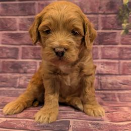 Miss Purple - Apricot female Goldendoodle puppy in Lebanon, Pennsylvania from Robertson's Retrievers and Doodles