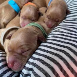 Golden Retriever Puppies from Aurora's Northern Goldens