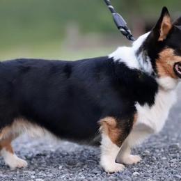 Mack - Black and tan male Pembroke Welsh Corgi puppy in Ocala, Florida from Dolan Farms Corgis