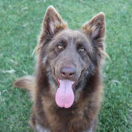 Hazel - German Shepherd