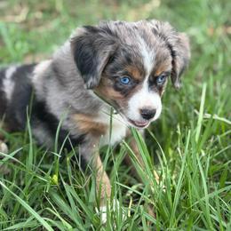 Bentley ASDR - Blue merle male Toy Australian Shepherd puppy in Polk City, Florida from Skaky Shepherds