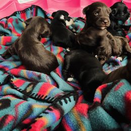 Miniature Schnauzer puppies from Stearns Parti Mini Schnauzer's