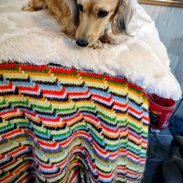 Baby - Dachshund