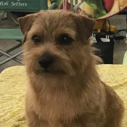 Norfolk Terriers from Regency Norfolks