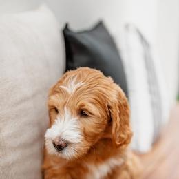 Goldendoodle Puppies from Deer Valley Doodles