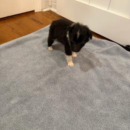 Oreo - Black and white male Shetland Sheepdog puppy in Tuscumbia, Alabama from Agee's World of Shelties