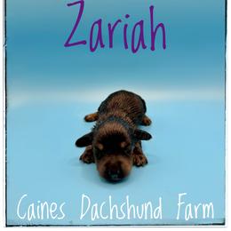 Zariah - Black and tan female Dachshund puppy in Cincinnati, Ohio from Caines Dachshund Farm