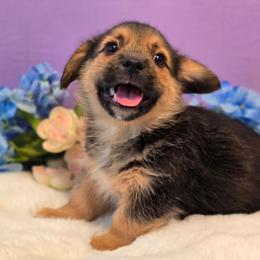 Cosmo - Black and tan male Companion Cross puppy in Austin, Texas from Cutest Corgi's of Austin
