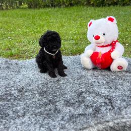 Lucy - Black female Poodle puppy in Florida from Puppies Forever 💙❤️🐶