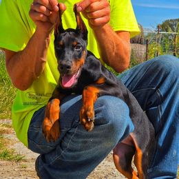 Harry - Black and rust male Doberman Pinscher puppy in China Township, Michigan from Snell's Superior Kennel Dobermann & GSP