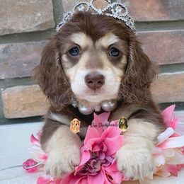 Dachshund Puppies from RRD