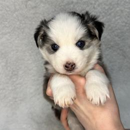Pomsky All Grown Up from Full Moon Pomskies
