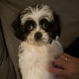 Shih Tzus from Crystal's Shih Tzus