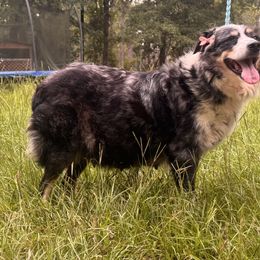 Australian Shepherd puppies from SFG Aussies
