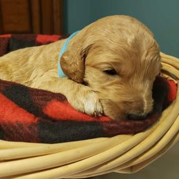 Golden Retriever and Goldendoodle Puppies from Penny Doodles