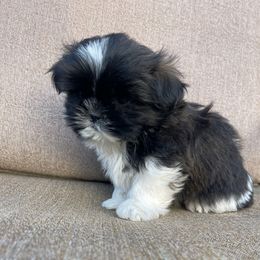 (Baby) Moses boy 2 - Chocolate male Shih Tzu puppy in Hematite, Missouri from Free Range Shih Tzus