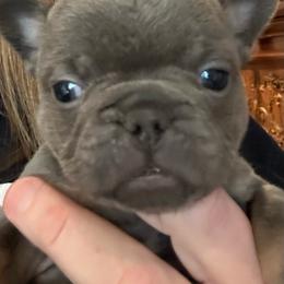 Female - Blue female French Bulldog puppy in Colbert, Washington from Casey Sparber's French Bulldogs