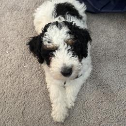 Cockapoo and Goldendoodle Puppies from Jax Doodles