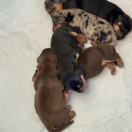Dachshunds from Tonya Vogt
