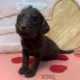 Lulu - Chocolate female Goldendoodle puppy in Calhoun, Georgia from FamilyLoved Doodles