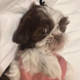 Snowflake - Liver and white female Shih Tzu puppy in Tennessee from Cutshall Babies