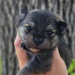 Boy 1 - Cream sable male Pomeranian puppy in Sacramento, California from Melodyland's Beautiful Pomeranians