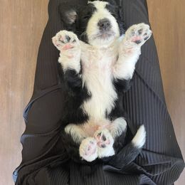 Old English Sheepdog and Sheepadoodle Puppies from Doodlefolk