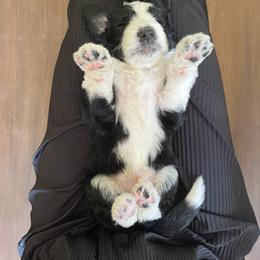 Old English Sheepdog and Sheepadoodle Puppies from Doodlefolk