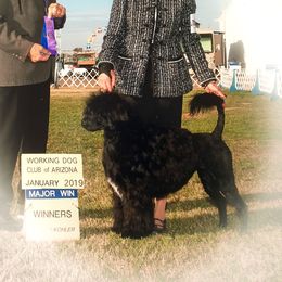 Lacey - Portuguese Water Dog